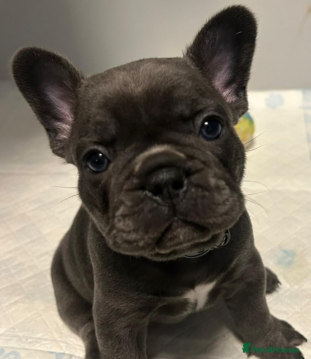 French Bulldog dogs for sale: Beautiful looking French bulldog puppies - Advert 24