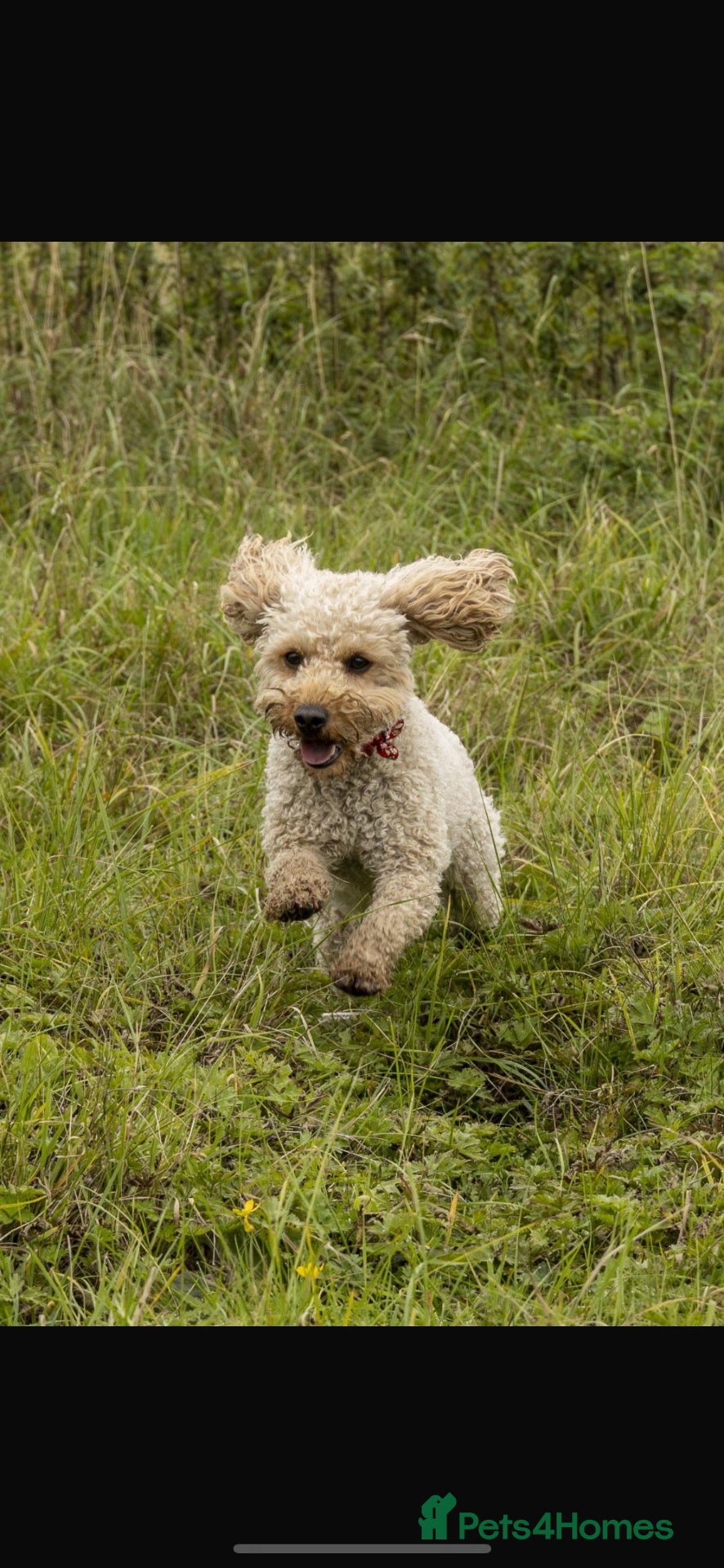 Cockapoo dogs F1b cockapoo  - Advert 1