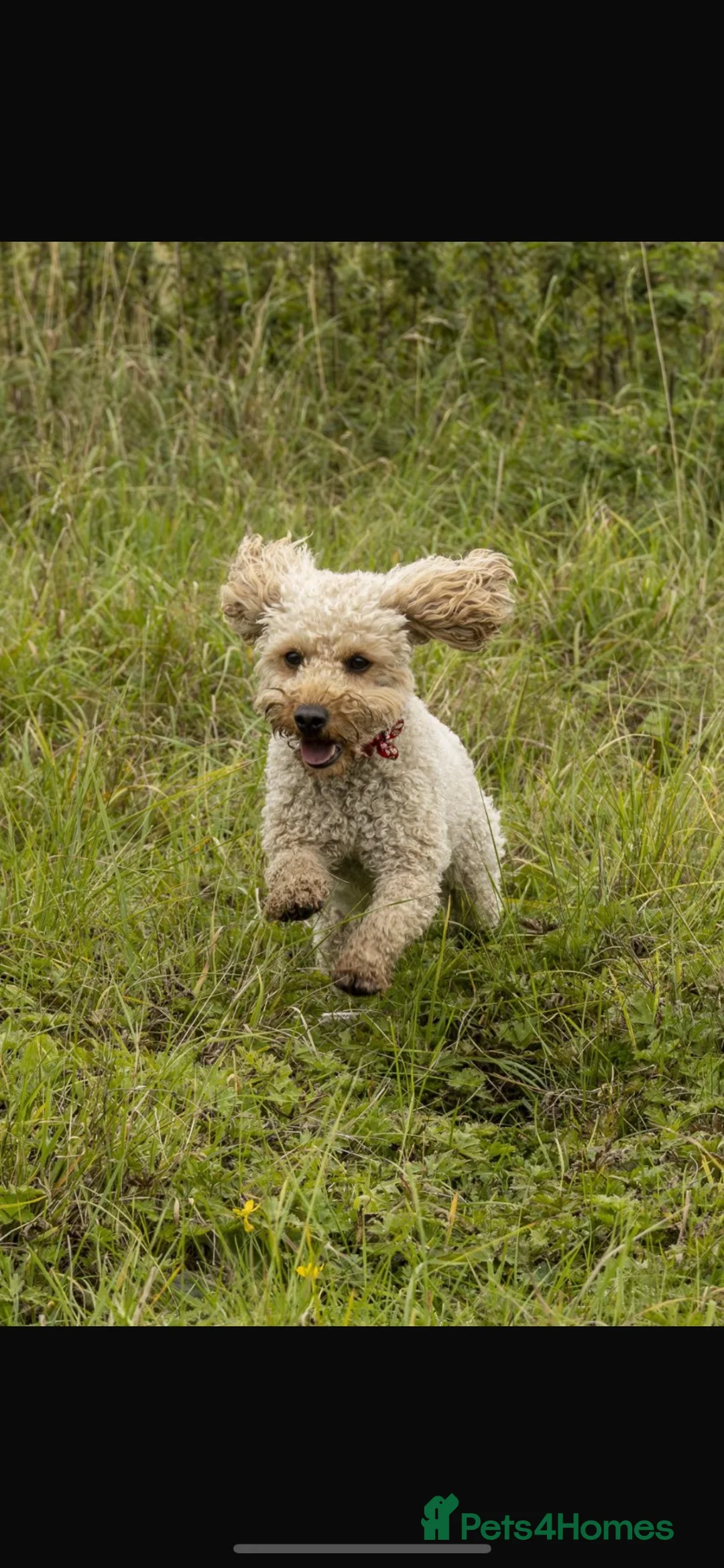 Cockapoo dogs for sale: F1b cockapoo  in Darlington - Advert 1
