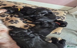 Sprocker dogs for sale: Sprocker spaniel puppies ready now - Image 2