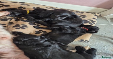 Sprocker dogs - Advert 2