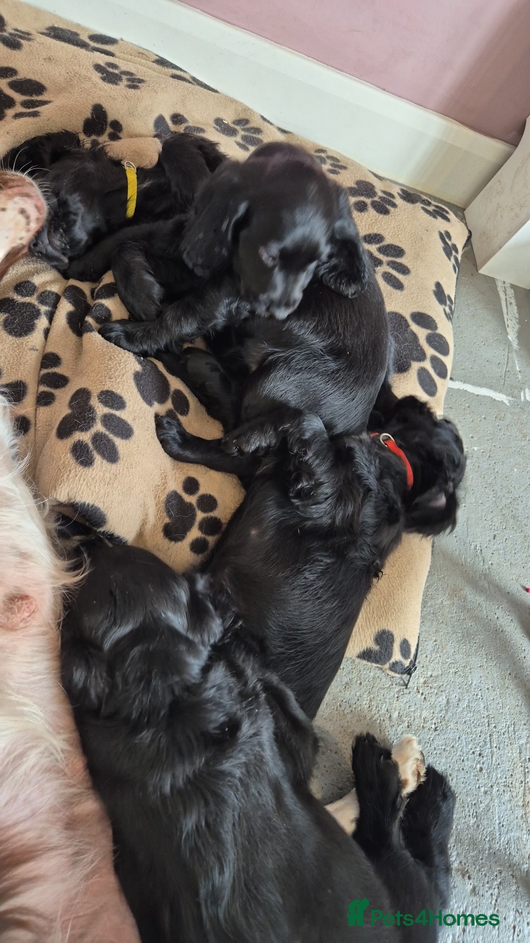 Sprocker dogs for sale: Sprocker spaniel puppies ready now - Image 2