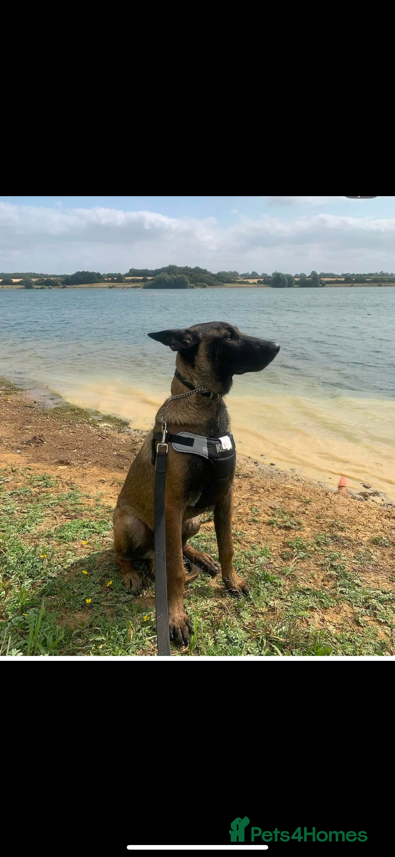 Belgian Shepherd Dog dogs Belgian malinois ⚡️Amiri proven stud✅ - Advert 2