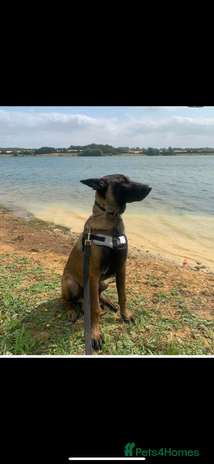 Belgian Shepherd Dog dogs Belgian malinois ⚡️Amiri proven stud✅ - Advert 1