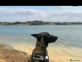 Belgian Shepherd Dog dogs Belgian malinois ⚡️Amiri proven stud✅ - Advert 1