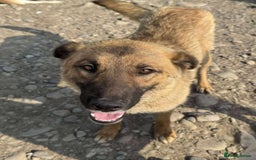 Mixed Breed dogs for adoption: 💝🐾💝🐾GORGEOUS GIRL EPIPHANY-mixed GSD💝🐾 🐾 - Image 2