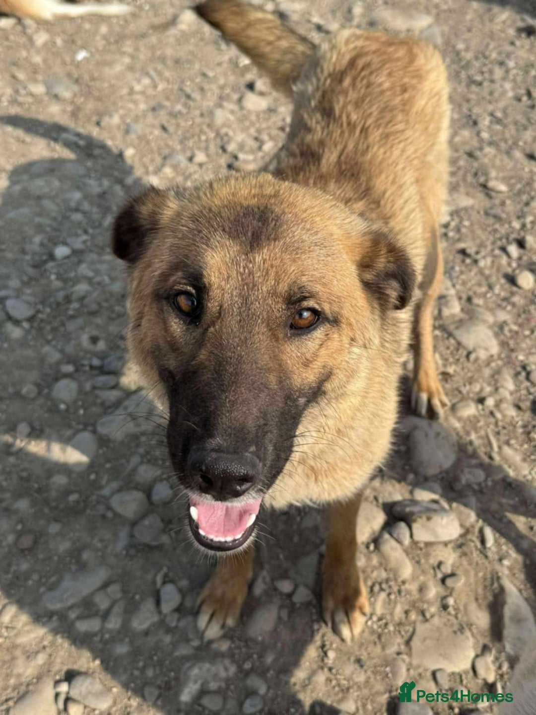 Mixed Breed dogs for adoption: 💝🐾💝🐾GORGEOUS GIRL EPIPHANY-mixed GSD💝🐾 🐾 - Image 2