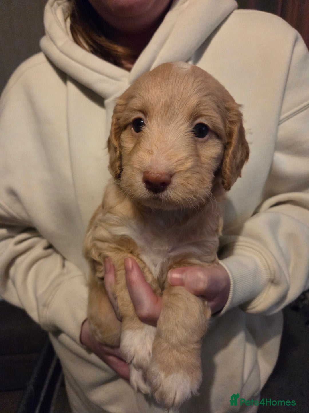 Cockapoo dogs for sale: Cockapoo Puppies - Advert 6