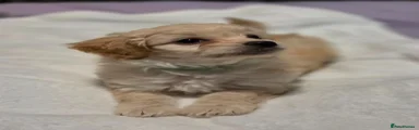 Chipoo Puppy 3