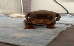 Miniature Dachshund dogs for sale: Dolly mixture dapple/piebald  - Image 11