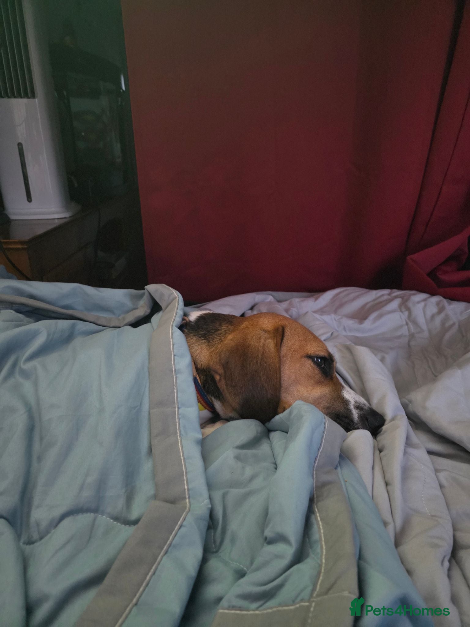 Mixed Breed dogs Amazing loyal beagle - Advert 15