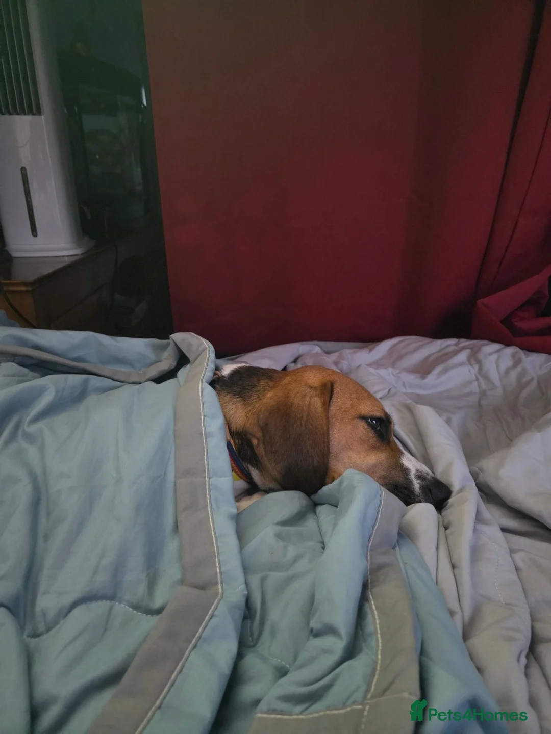 Mixed Breed dogs for sale: Amazing loyal beagle - Advert 1