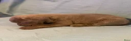 Cane Corso dogs for sale: Cane corso puppies for sale - Advert 17