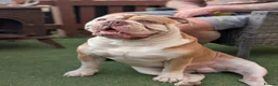 Olde English Bulldogge dogs for stud: 💙OUR OEB STUD aka stitch stunning boy PROVEN 💙  - Advert 1