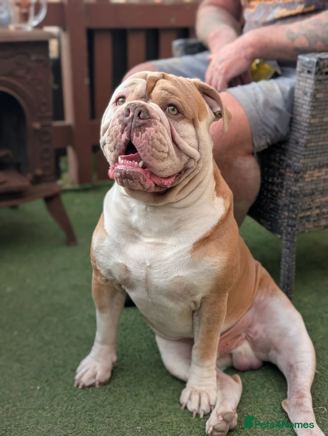Olde English Bulldogge dogs for stud: 💙OUR OEB STUD aka stitch stunning boy PROVEN 💙  - Advert 1
