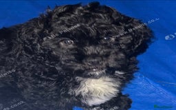 Mixed Breed dogs for sale: Shihpoochon  - Image 1