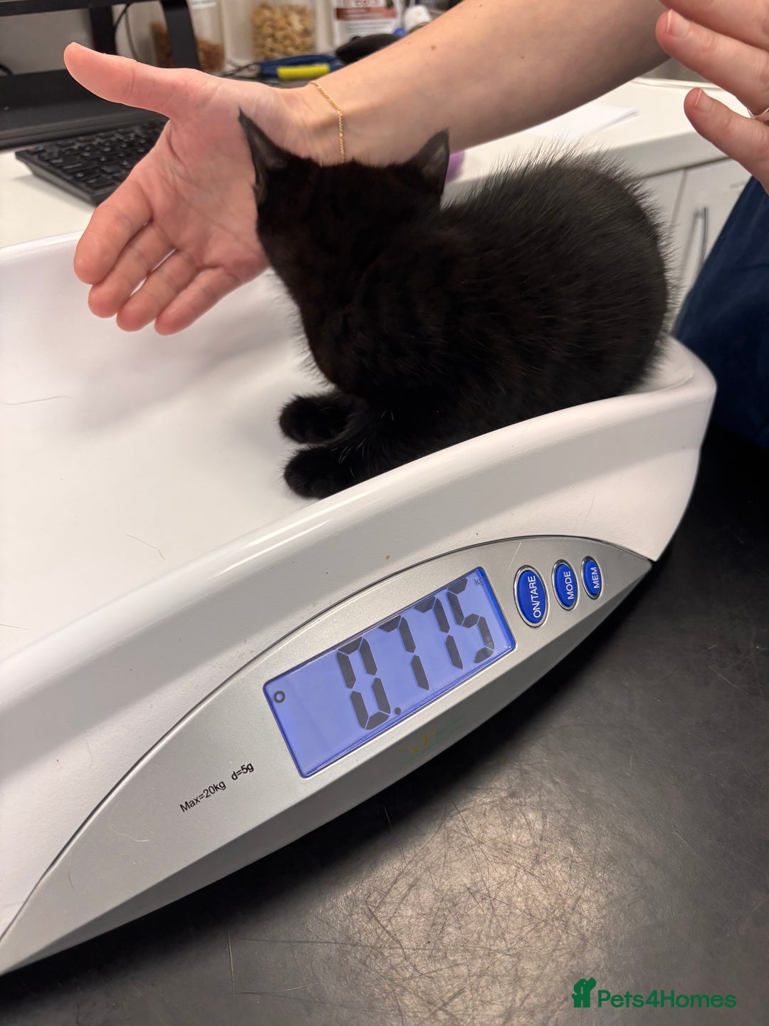 British Shorthair cats for sale: 3 adorable 11 weeks old kittens  - Advert 8