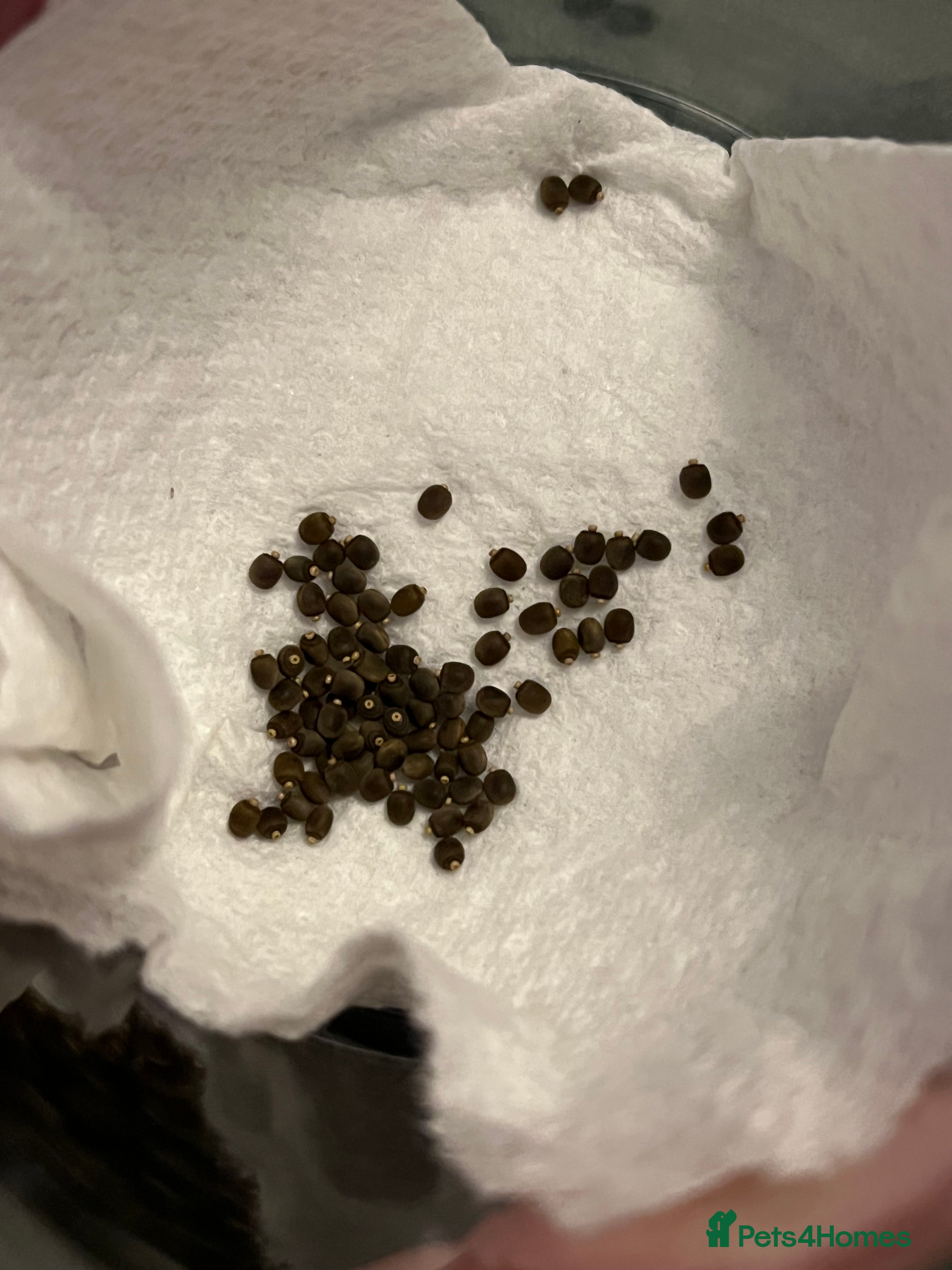 Stick Insects invertebrates Indian Stick Insects Eggs - Advert 7