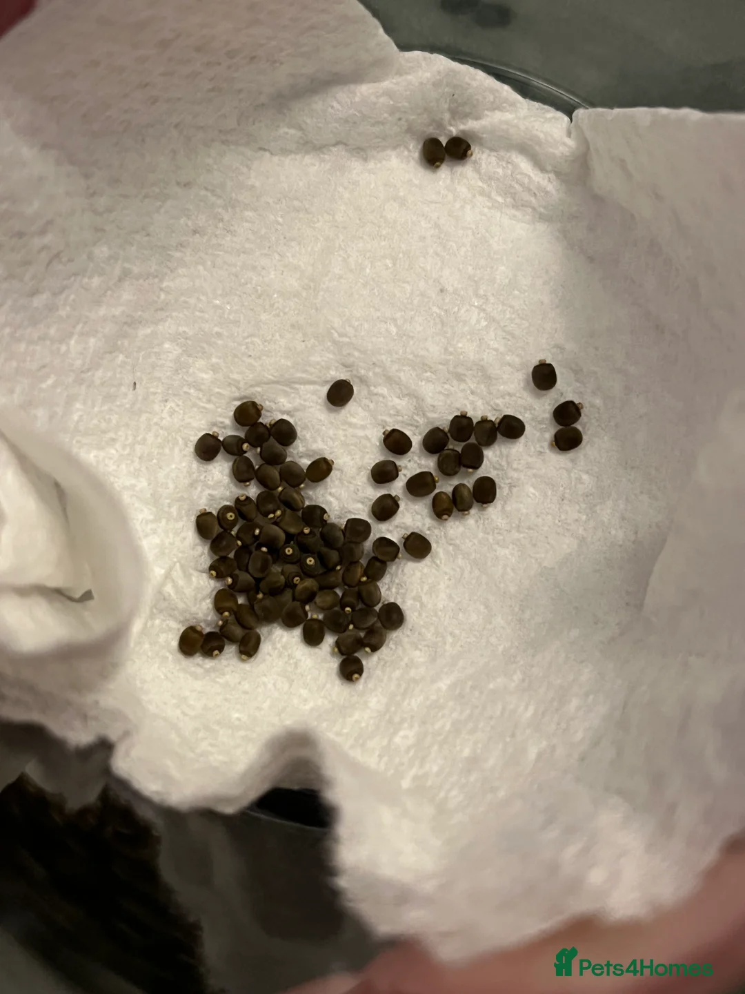 Stick Insects invertebrates for sale: Indian Stick Insects Eggs - Advert 1