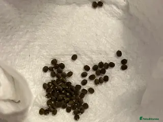 Stick Insects invertebrates Indian Stick Insects Eggs - Advert 6