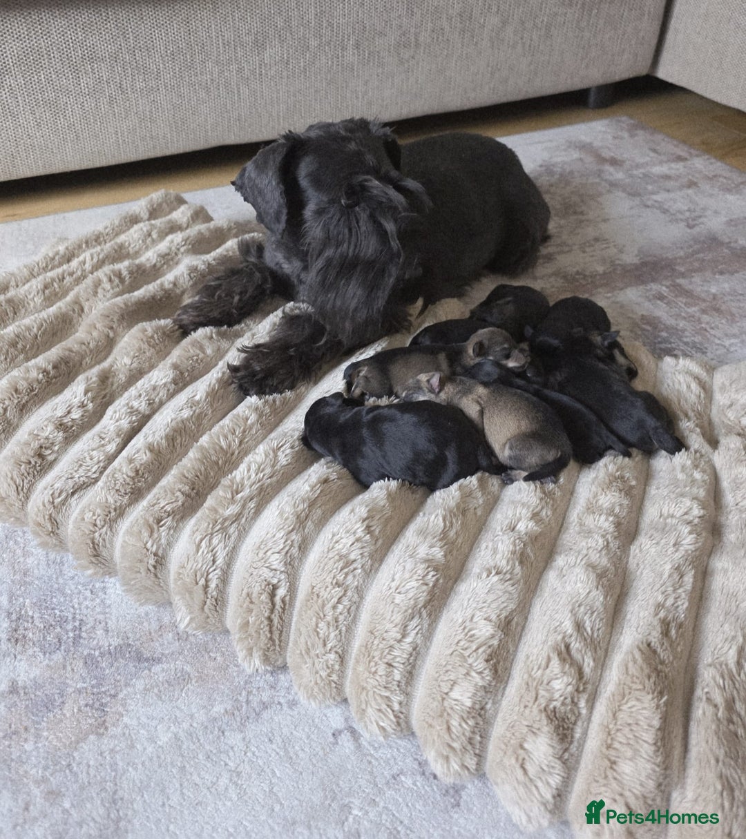 Miniature Schnauzer dogs for sale: Outstanding Miniature Schnauzer Puppies  - Advert 1