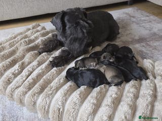 Miniature Schnauzer dogs Outstanding Miniature Schnauzer Puppies - Advert 1