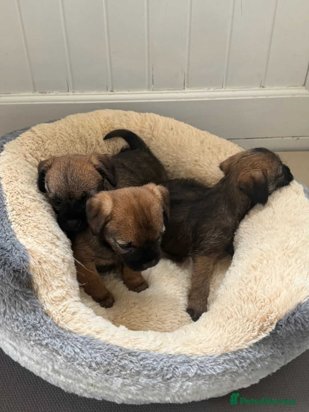 Border Terrier dogs for sale: Beautiful border terrier Puppys  - Advert 2