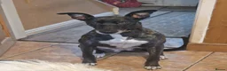 Lurcher dogs for sale: Bull lurcher puppys  - Advert 8