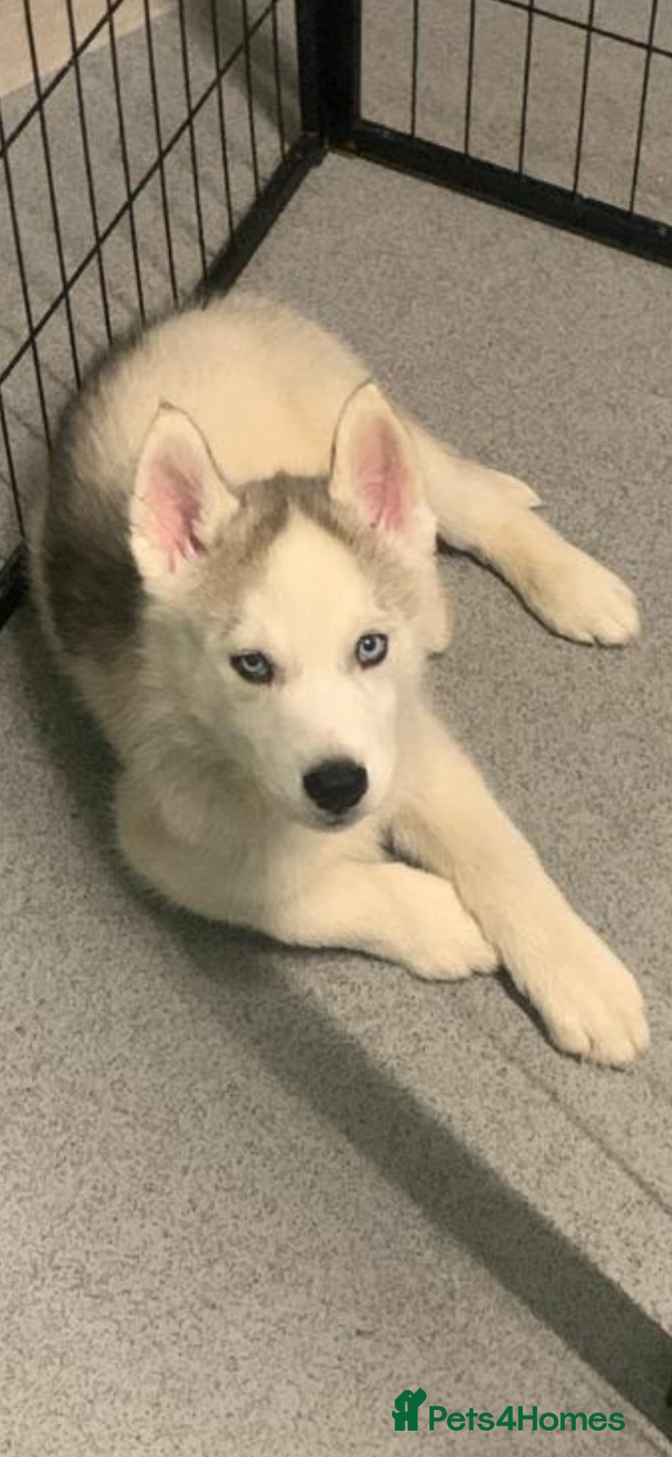 Siberian Husky dogs Last boy left out of a litter of 7  - Advert 13