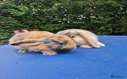 Mixed Breed rabbits for sale: Holland lop rabbits 8 week old  - Image 3