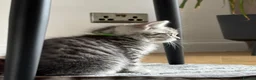 Mixed Breed cats for sale: 😺LOVELY KITTES Available for Collection Today!😺 - Advert 9