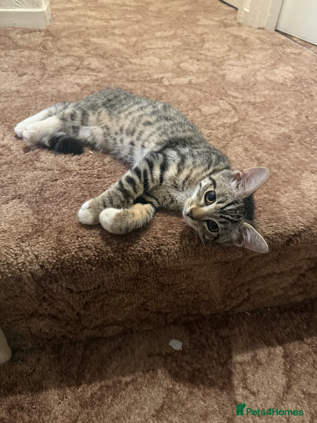 Mixed Breed cats for sale: 🐾 2 Female Cats Looking for a Loving Home 🐾 - Advert 2