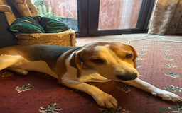 Beagle dogs for sale: Archie the Beagle for sale  - Image 8