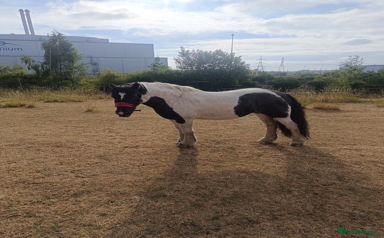 Irish Cob horses - Advert 1