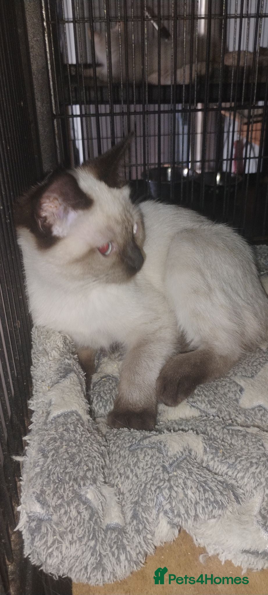 Ragdoll cats Ragdoll x Siamese kittens - Advert 2