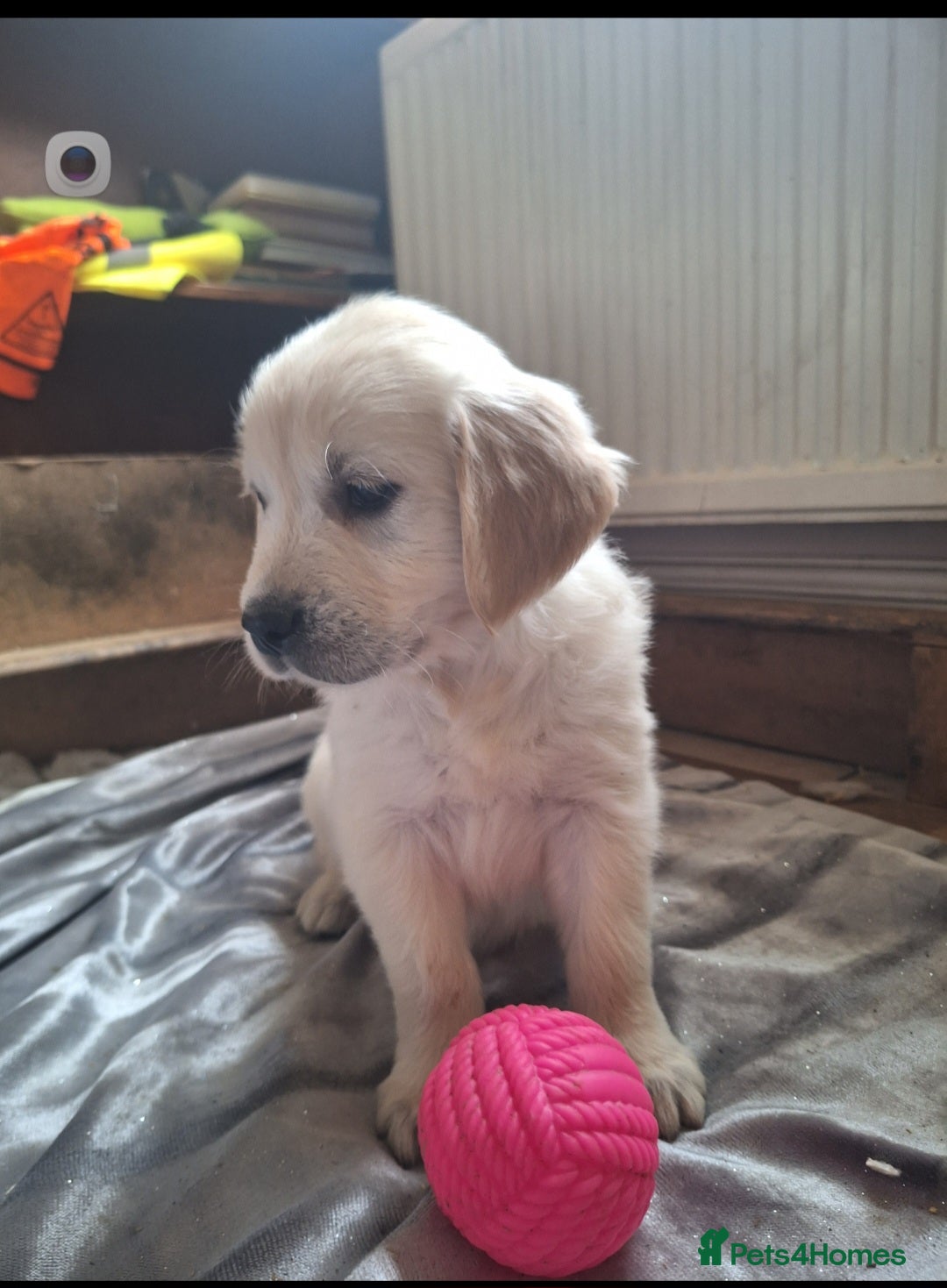 Golden Retriever dogs for sale: ⭐️⭐️Beautiful White Golden Retriever Pups ⭐️⭐️ - Advert 9