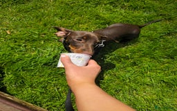 Miniature Dachshund dogs for sale: Handsome Wilbur for sale - miniature dachshund  - Image 3