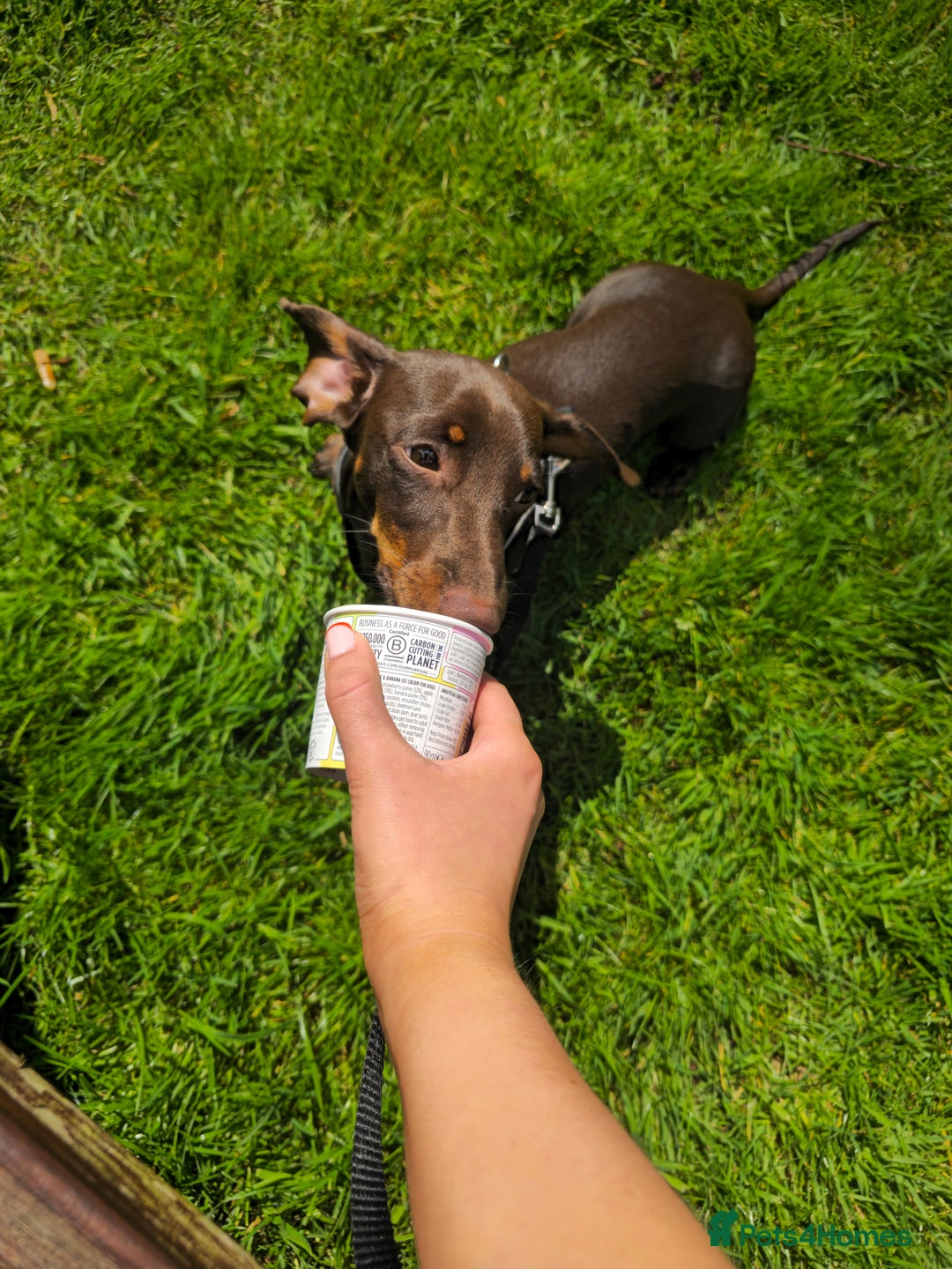 Miniature Dachshund dogs for sale: Handsome Wilbur for sale - miniature dachshund  - Image 3