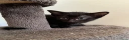 Oriental cats for sale: Oriental Kittens for sale (9 available) - Advert 8