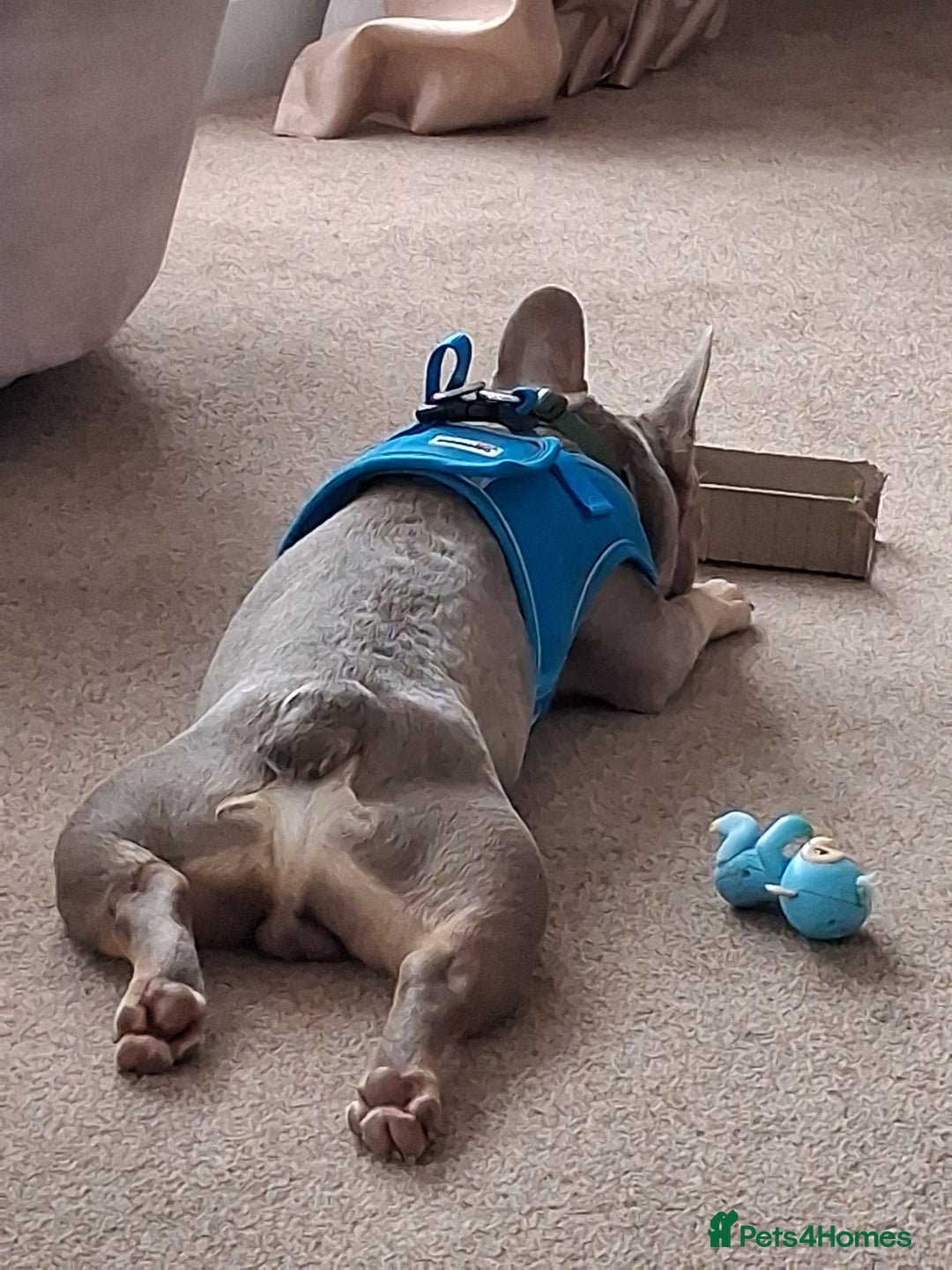 French Bulldog dogs for sale: Bruno  - Image 3
