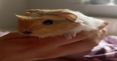 Guinea Pig rodents - Advert 4