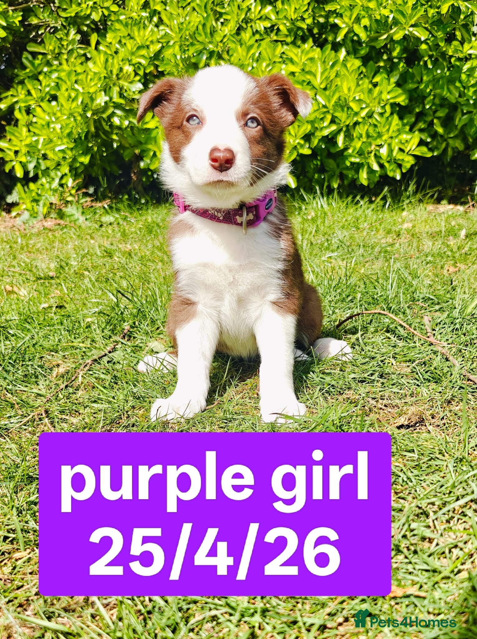 Border Collie dogs Stunning pure bred Red & White Border collie pups - Advert 2