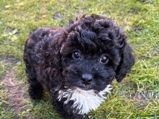 Shihpoo dogs 🌟 Adorable Shihpoo Puppies 🌟 - Advert 5