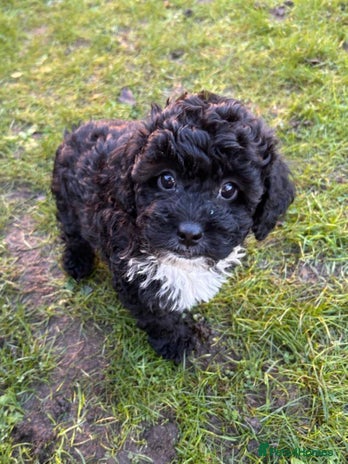 Shihpoo dogs 🌟 Adorable Shihpoo Puppies 🌟 - Advert 2