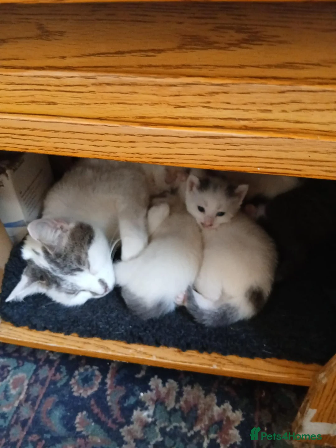 Mixed Breed cats for sale: Adorable kittens  - Advert 1