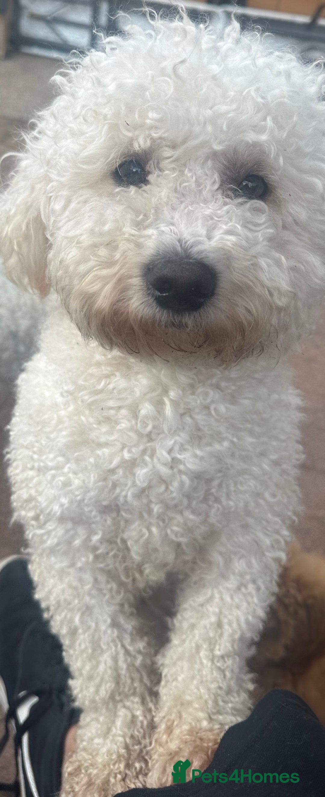 Bichon Frise dogs for sale: Pure Bred Bichon Frise Pups *REDUCED*  2 boys left - Image 10