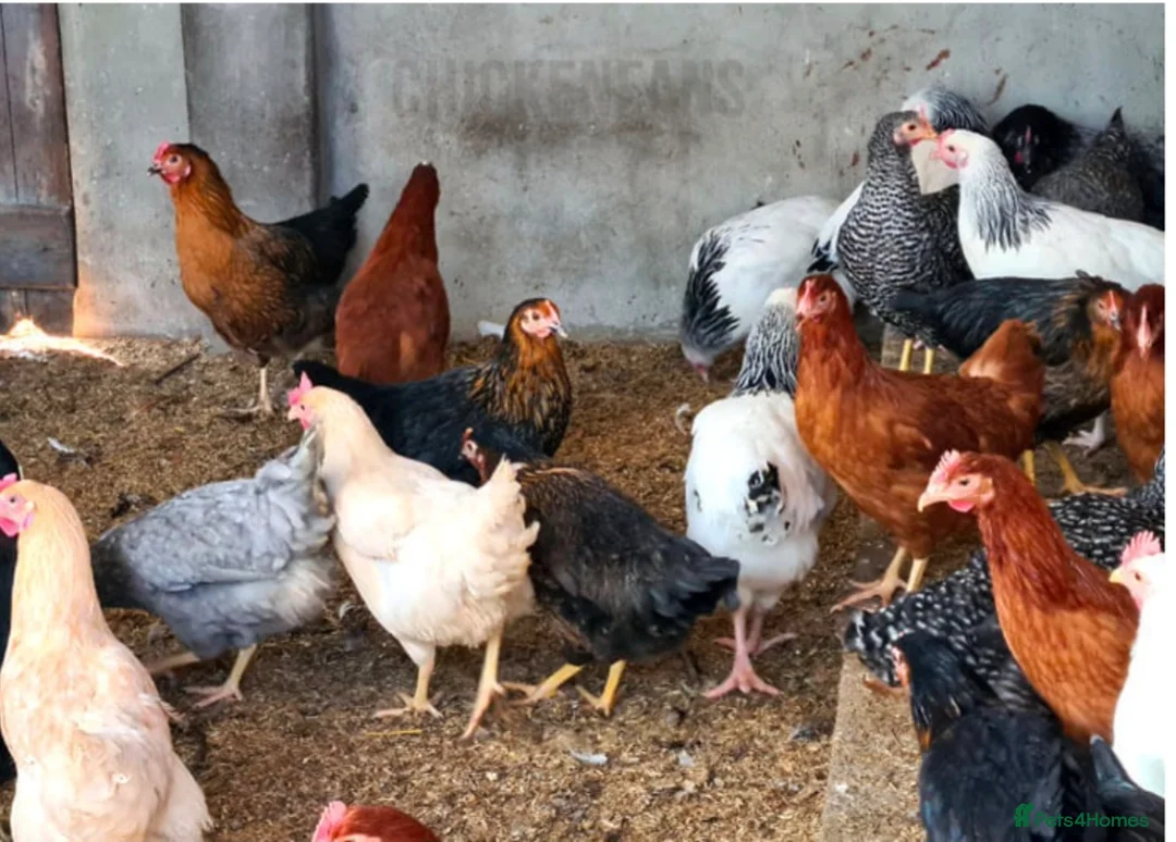 Chickens poultry for sale: Chicken, female all breeds - Advert 1