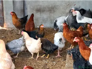 Chickens poultry Chicken, female all breeds - Advert 16