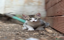 Domestic Shorthair cats for sale: Family-Raised Kittens, Friendly, Playful Ready Now - Image 4
