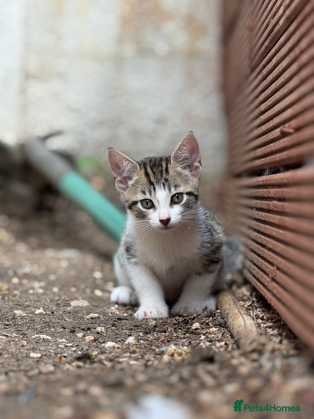 Domestic Shorthair cats for sale: Family-Raised Kittens, Friendly, Playful Ready Now - Image 4